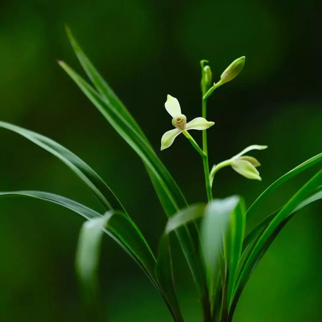 狂客上联,狂客七字对联上联