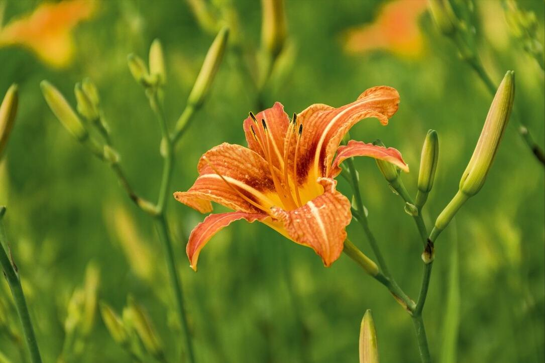 夏至后必吃三样菜,夏至吃什么蔬菜最好