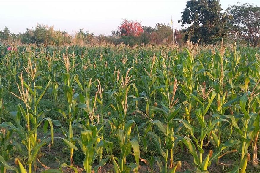 美国玉米为什么大跌,中国加大美国玉米订购量