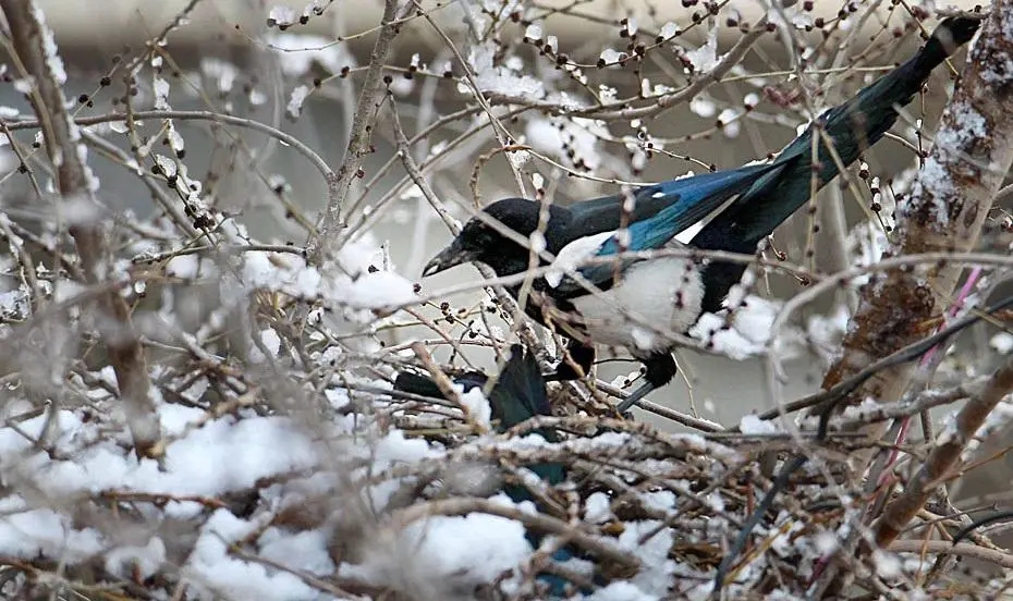 喜鹊的窝杂乱不堪为什么不怕风雪,喜鹊窝搭得乱七八糟为何不怕风雪