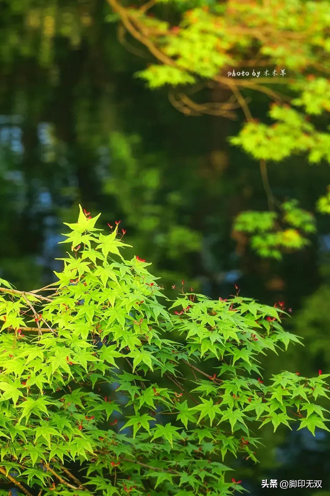 《梦是怎样飞扬的》第二十六章谷底徜徉（10）