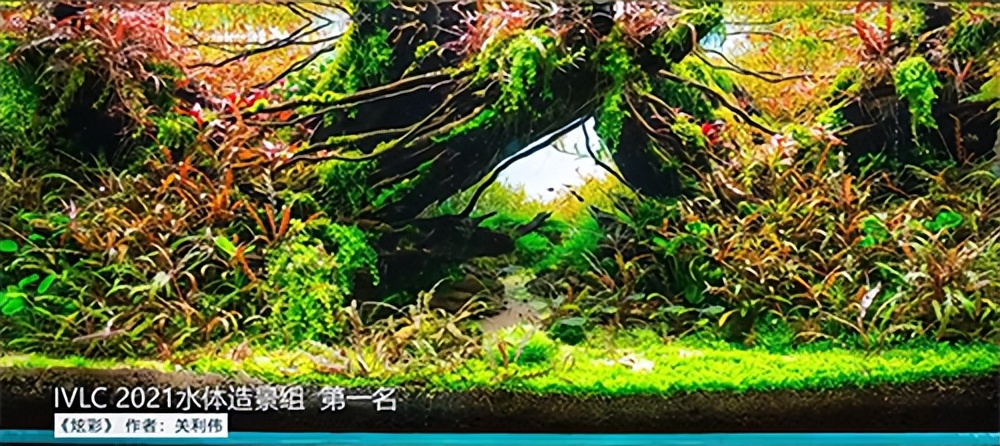 在卧室造一片弱肉强食的危险雨林，会打雷还真的会下雨