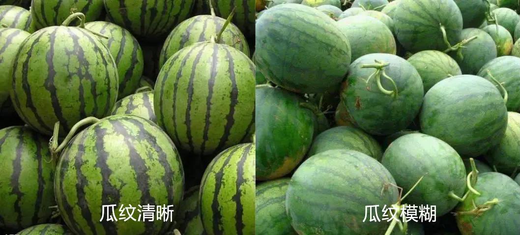 买西瓜时选哪一头好吃,买西瓜怎么挑选熟瓜