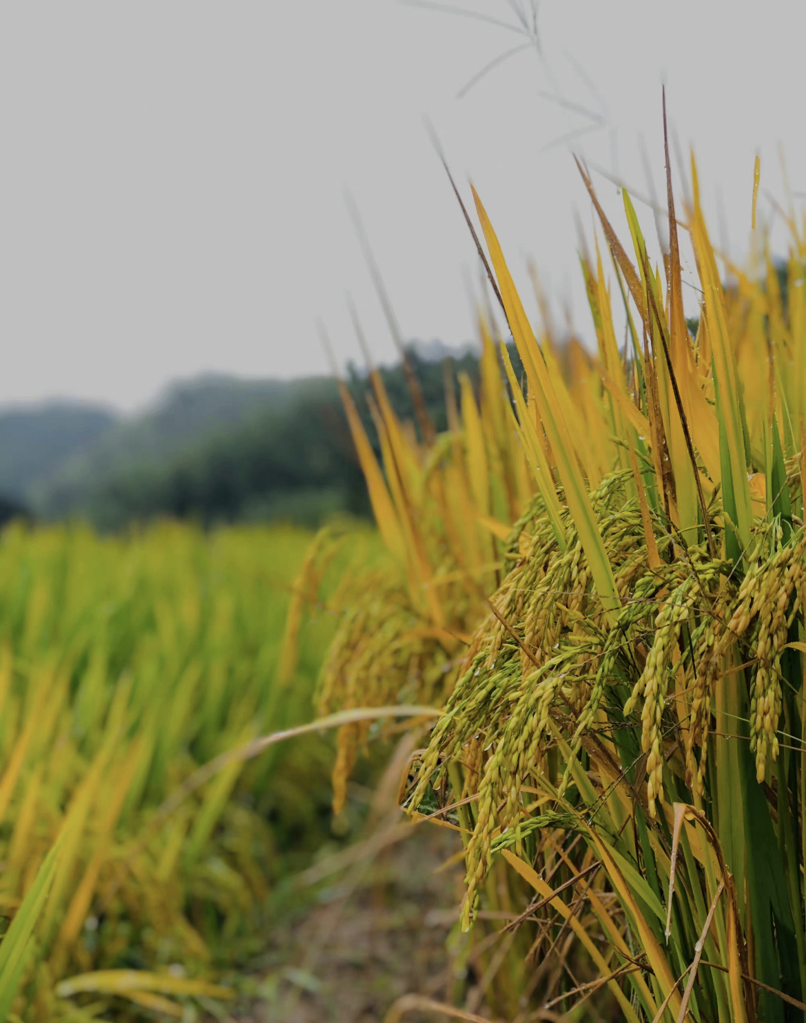 江西有哪些梯田风景区,江西梯田排名前十的梯田