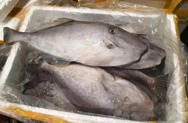 鱼类食材大全名称图片,鱼类菜谱大全100种