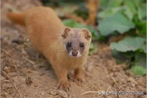 黄鼠狼跑超市好吗,黄鼠狼进超市偷蛋