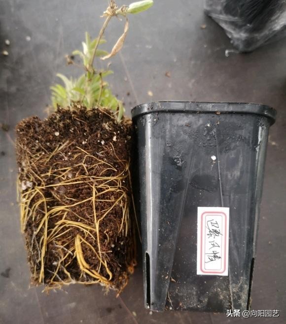 铁线莲买根的都是假的吗,网购的铁线莲没有芽点还有希望吗