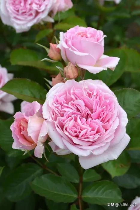 大花胖美人月季有几个品种,适合阳台养的大花月季品种