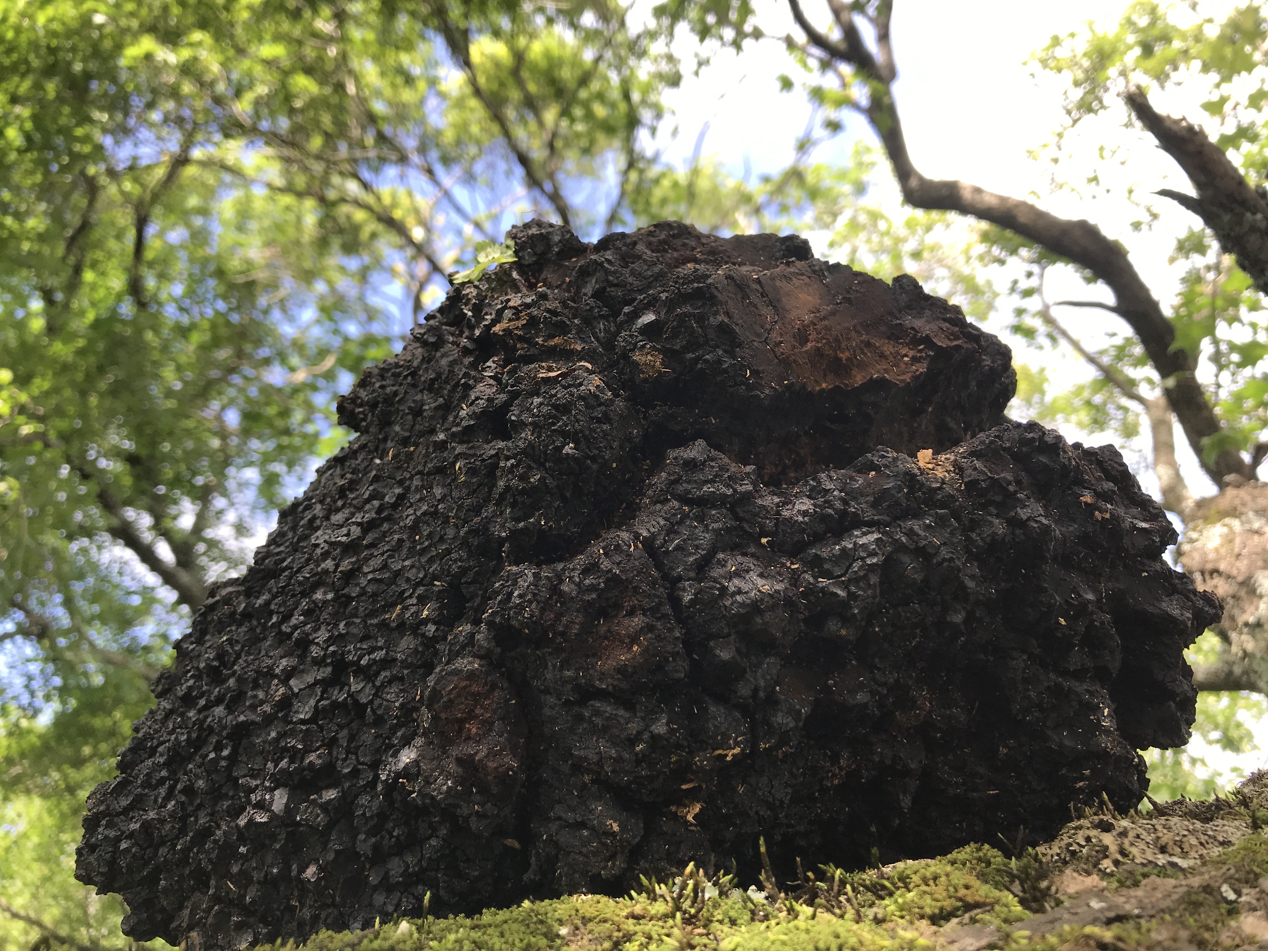 探秘摩艾石像,探秘摩迈尔洞穴