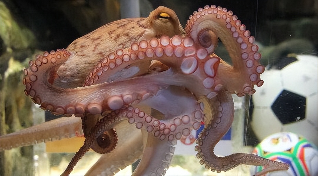 章鱼保罗南非世界杯预测,足球预测章鱼保罗世界杯