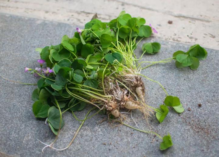 春天花园施什么肥,春天花园除虫