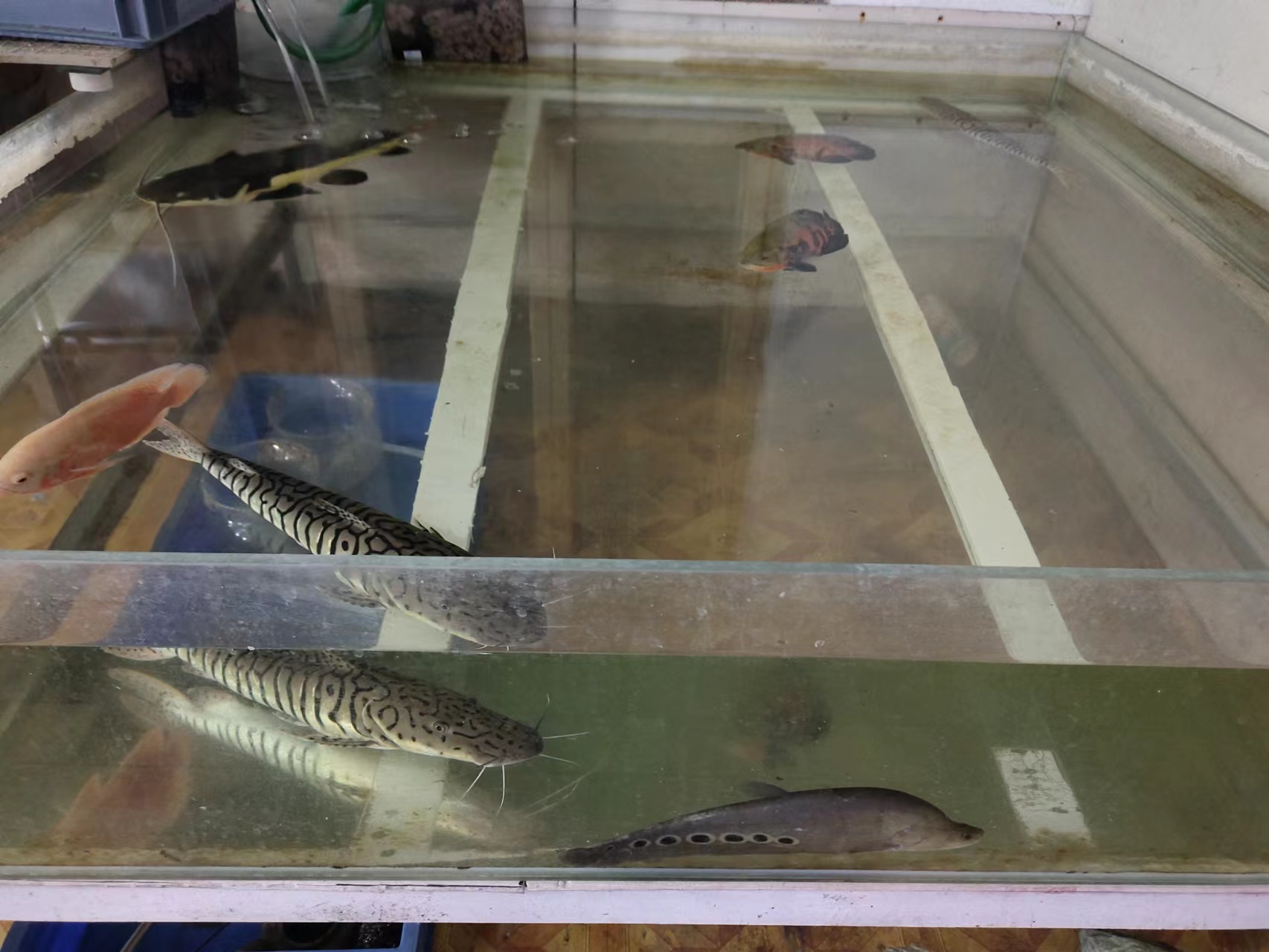 鱼缸过滤棉很脏了水很清怎么回事,鱼缸过滤棉总是很脏需要怎么处理