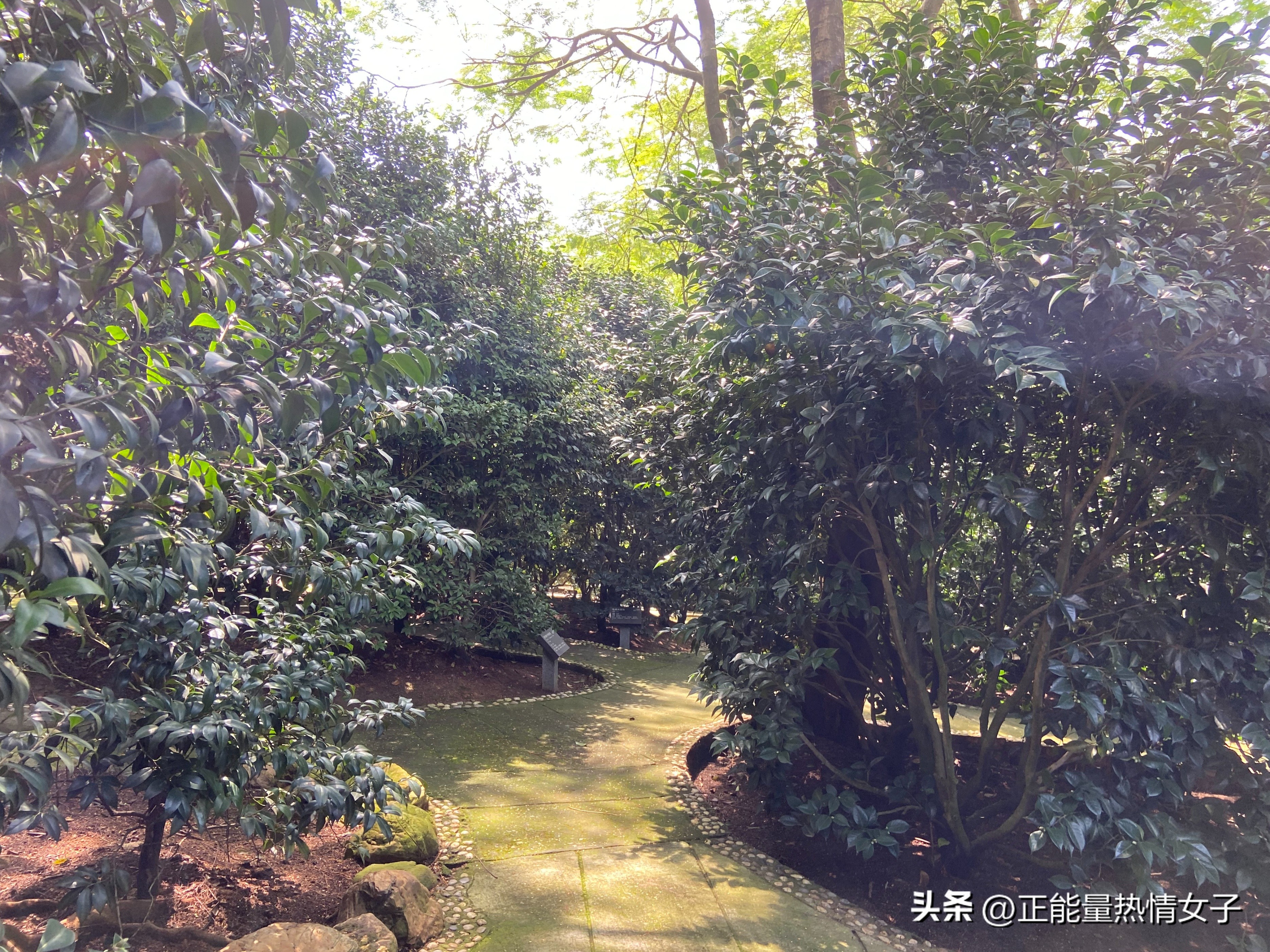 黄飞鸿故乡西樵,祖庙游玩攻略黄飞鸿