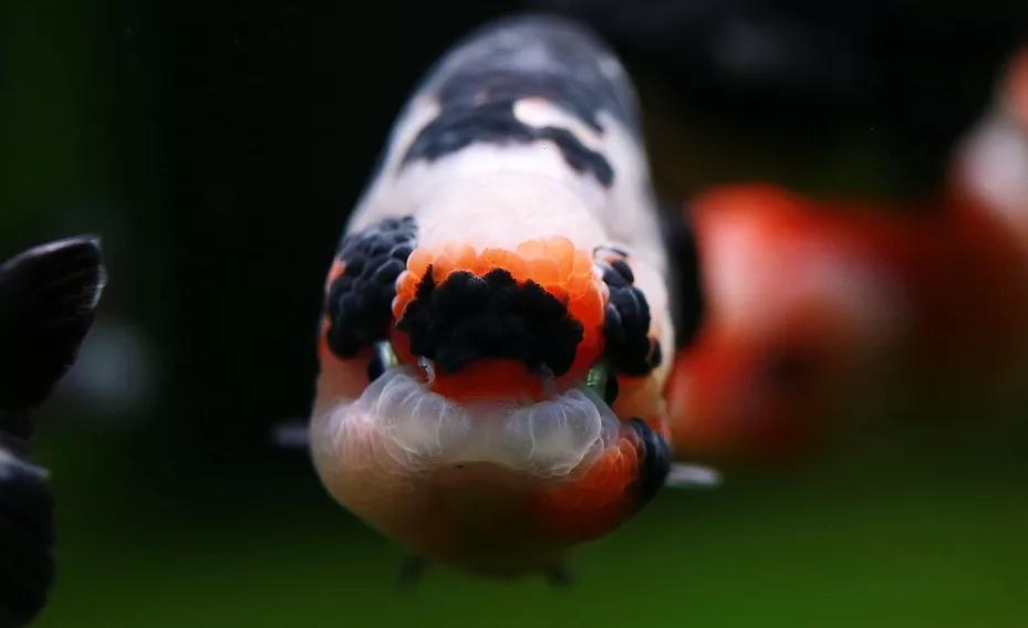 金鱼鳃病最佳治疗方法,金鱼菌鳃病必死无疑吗