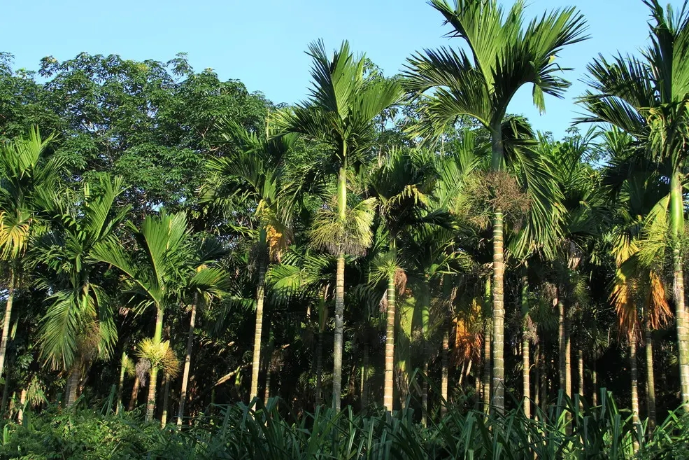 槟榔加烟，法力无边，它到底有何神奇？为何被人们称之为神物？