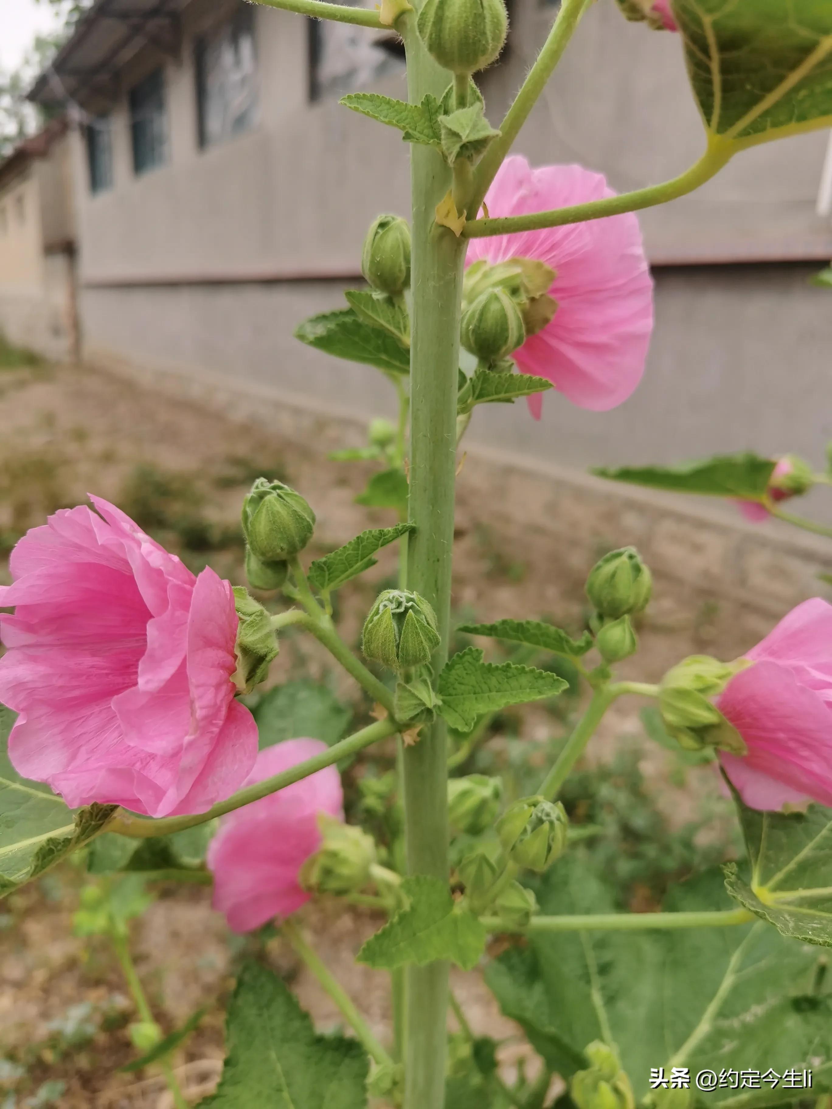 一束花的图片大全大图,一束花的仪式感