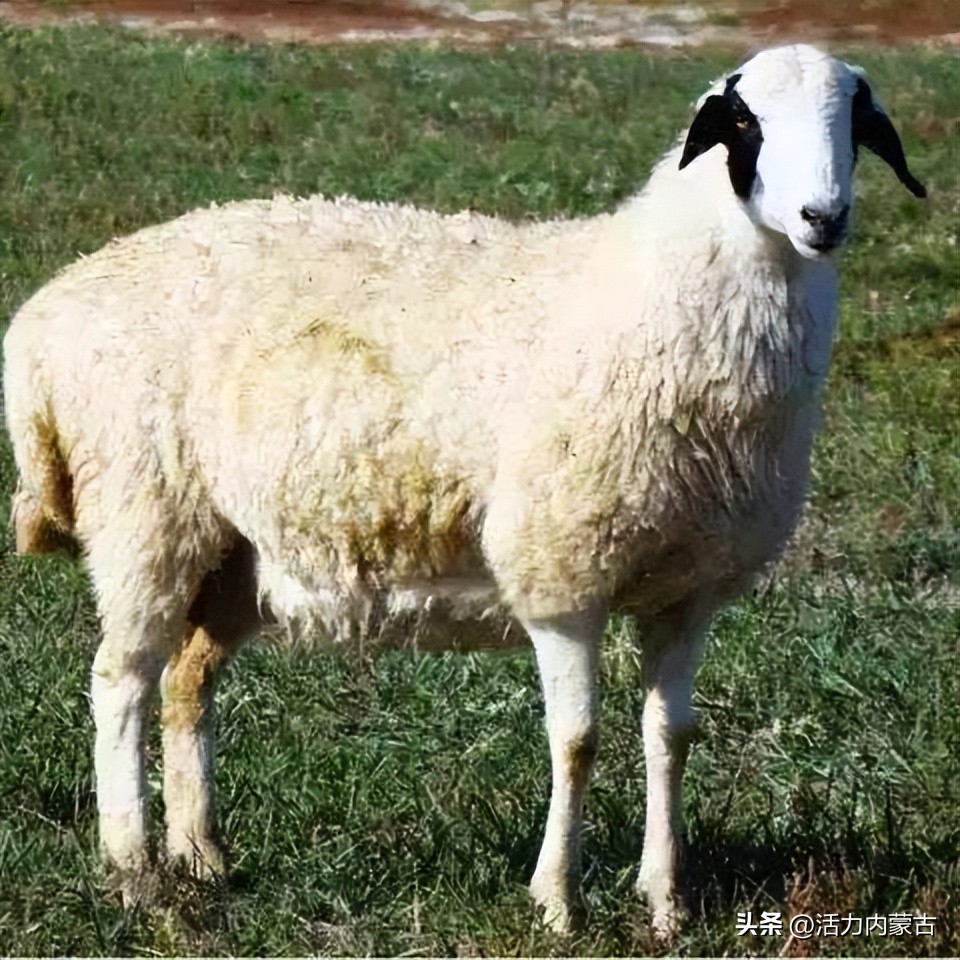 这场“羊”运会，内蒙古申请出战！