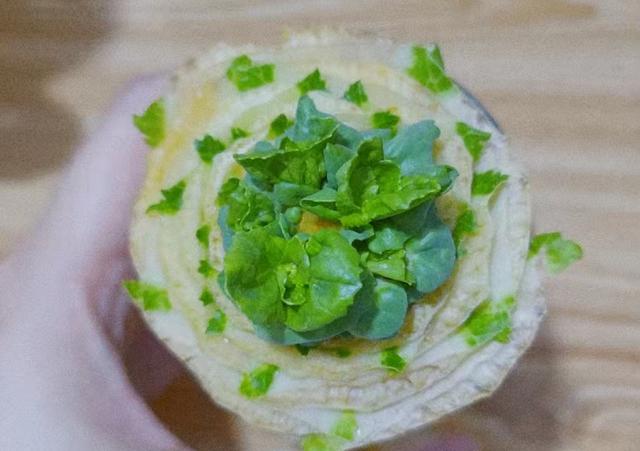 扔在水里就能活的绿植,类似绿萝扔水里就能活的植物