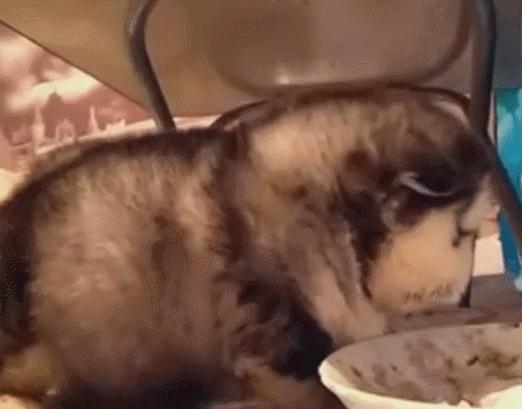 如何挑选出一窝中最好的狗,一窝七只小狗怎么挑选七星狗