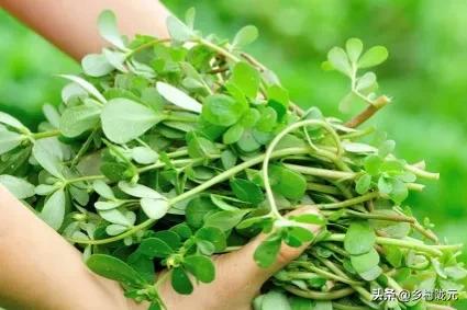 马齿苋种植方法全过程,种植直立马齿苋要什么技术