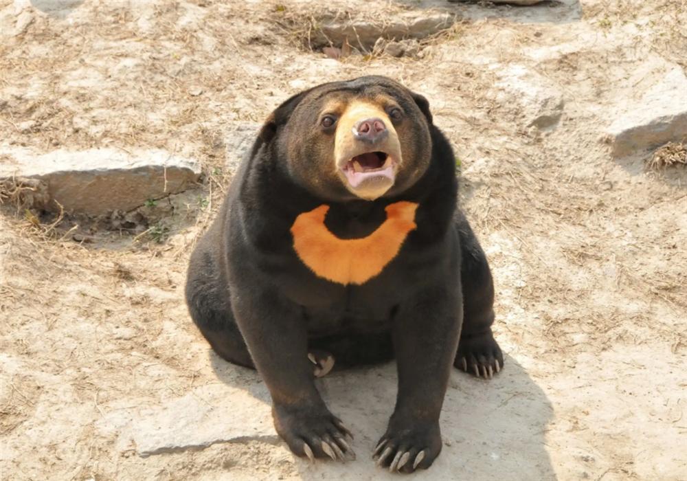 熊出没挖蜂蜜,熊出没之熊二掏蜂蜜