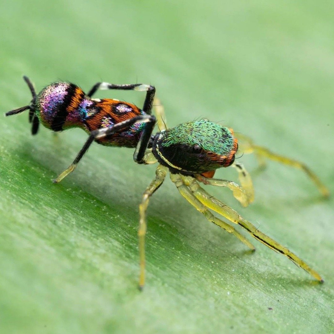 体型最大的乌龟有多大图片,背扁平的乌龟是什么龟