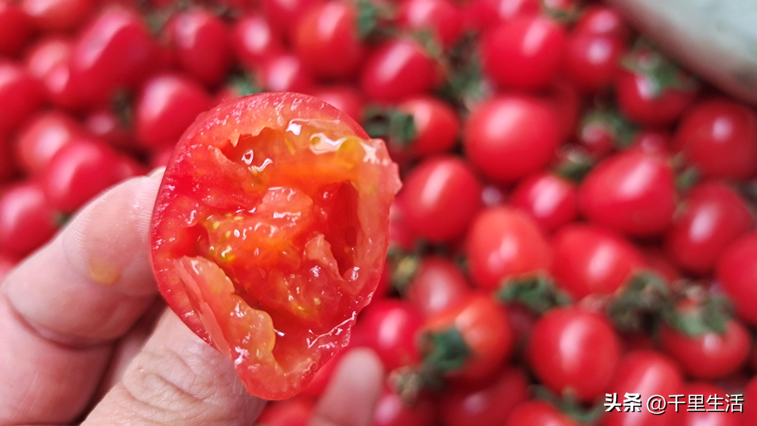 海南千禧樱桃圣女果,新鲜樱桃圣女果