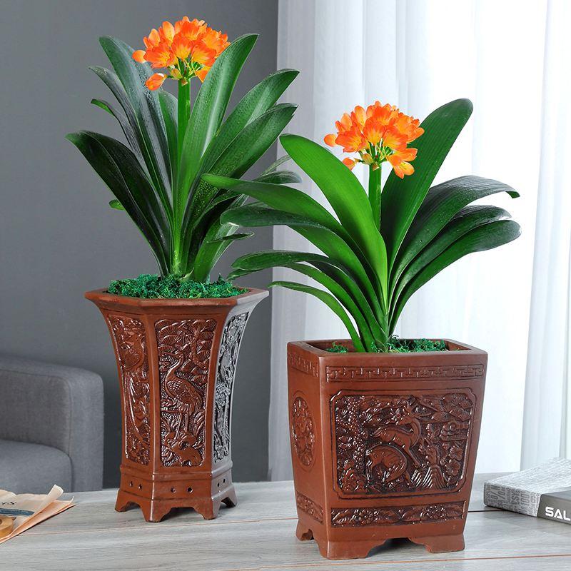 适合养在客厅好养活的绿植,十大最好养的客厅大绿植