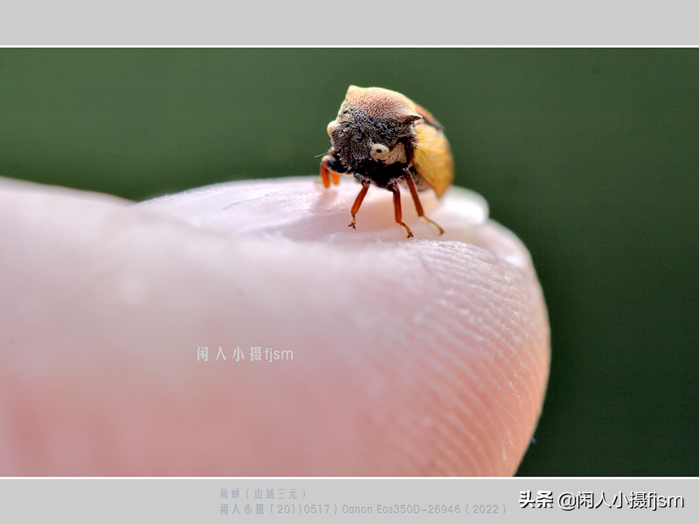 近距离拍摄昆虫小动物,常见昆虫微距摄影活动