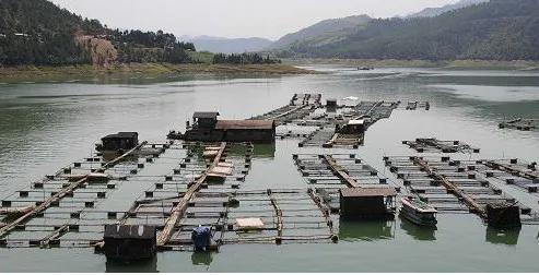 在农村搞养殖哪种可靠又赚钱,农村搞什么养殖不愁销路能赚钱