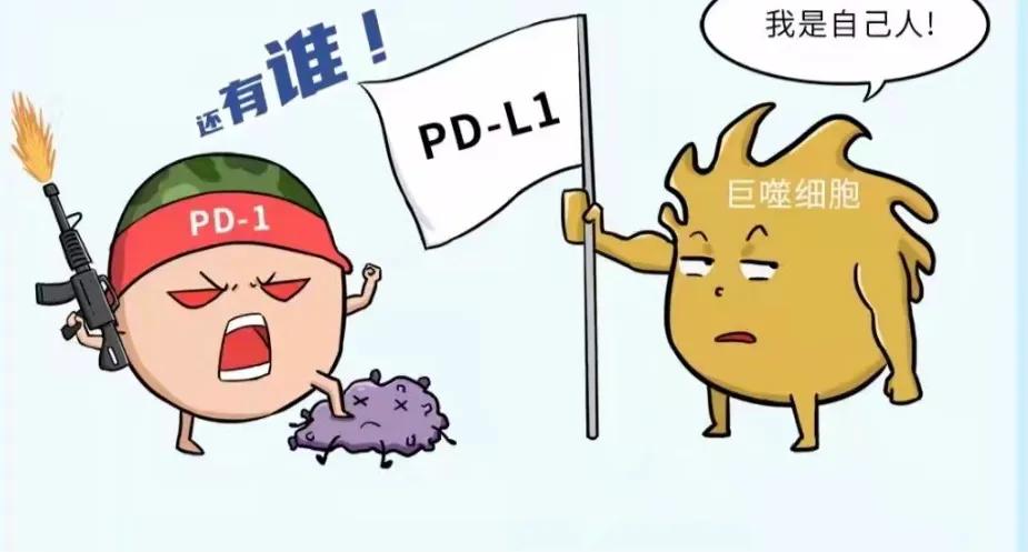 pd-1免疫治疗肺癌,什么是肺癌的免疫治疗