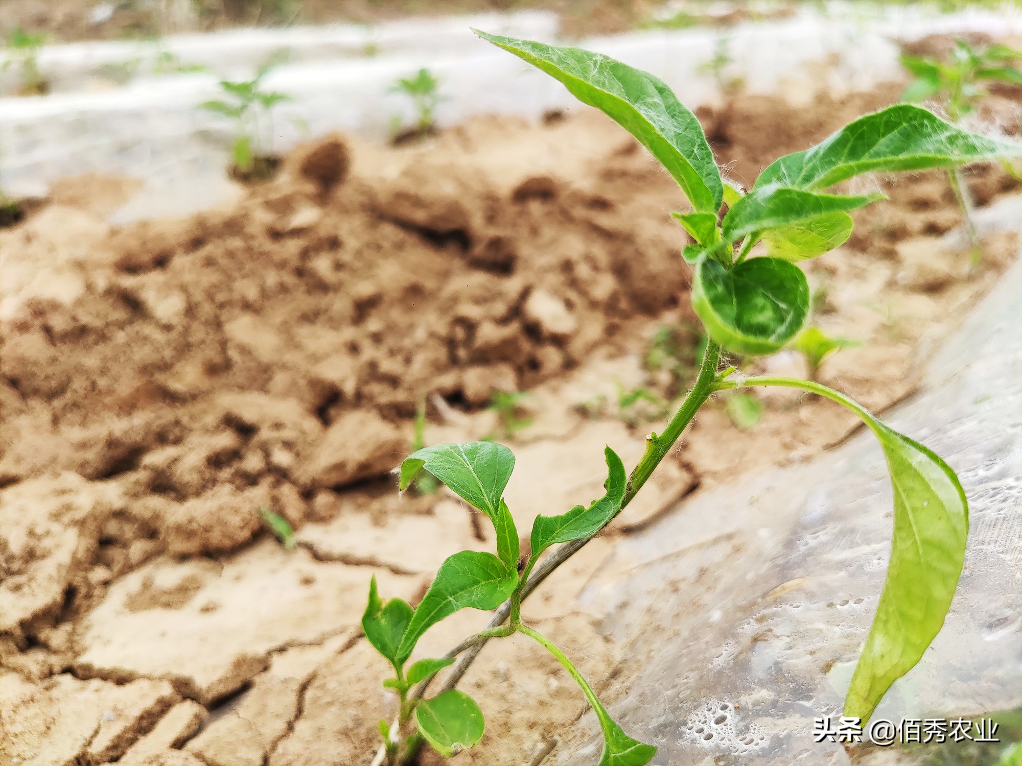 辣椒病毒病是虫害引起的吗,辣椒病毒病