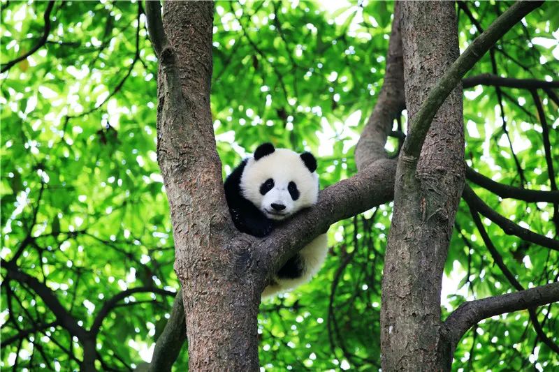 非遗奇遇记端午赛龙舟,端午节赛龙舟比较有特色文艺活动