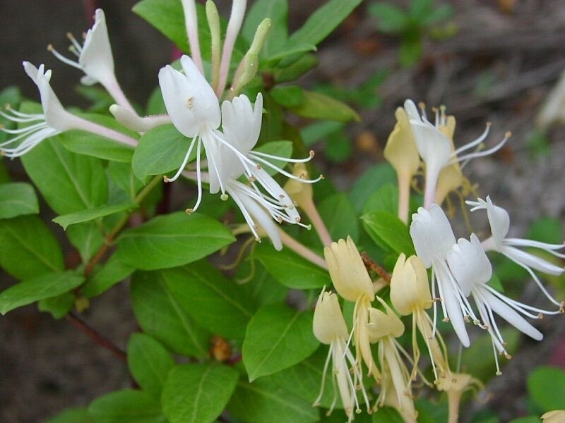 药铺小神仙金银花口服液,金银花药铺