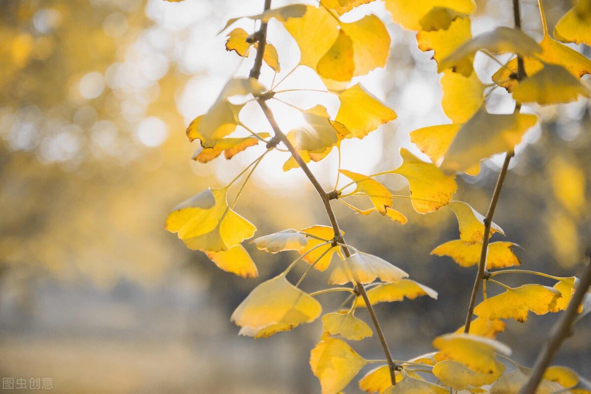 美育作文素材议论文,人生价值与美育作文