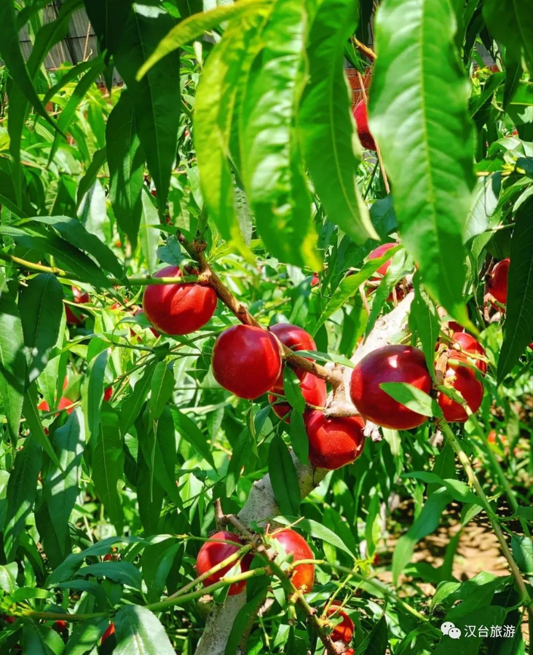 超甜预警！夏日采摘季！快来汉中实现水果自由~