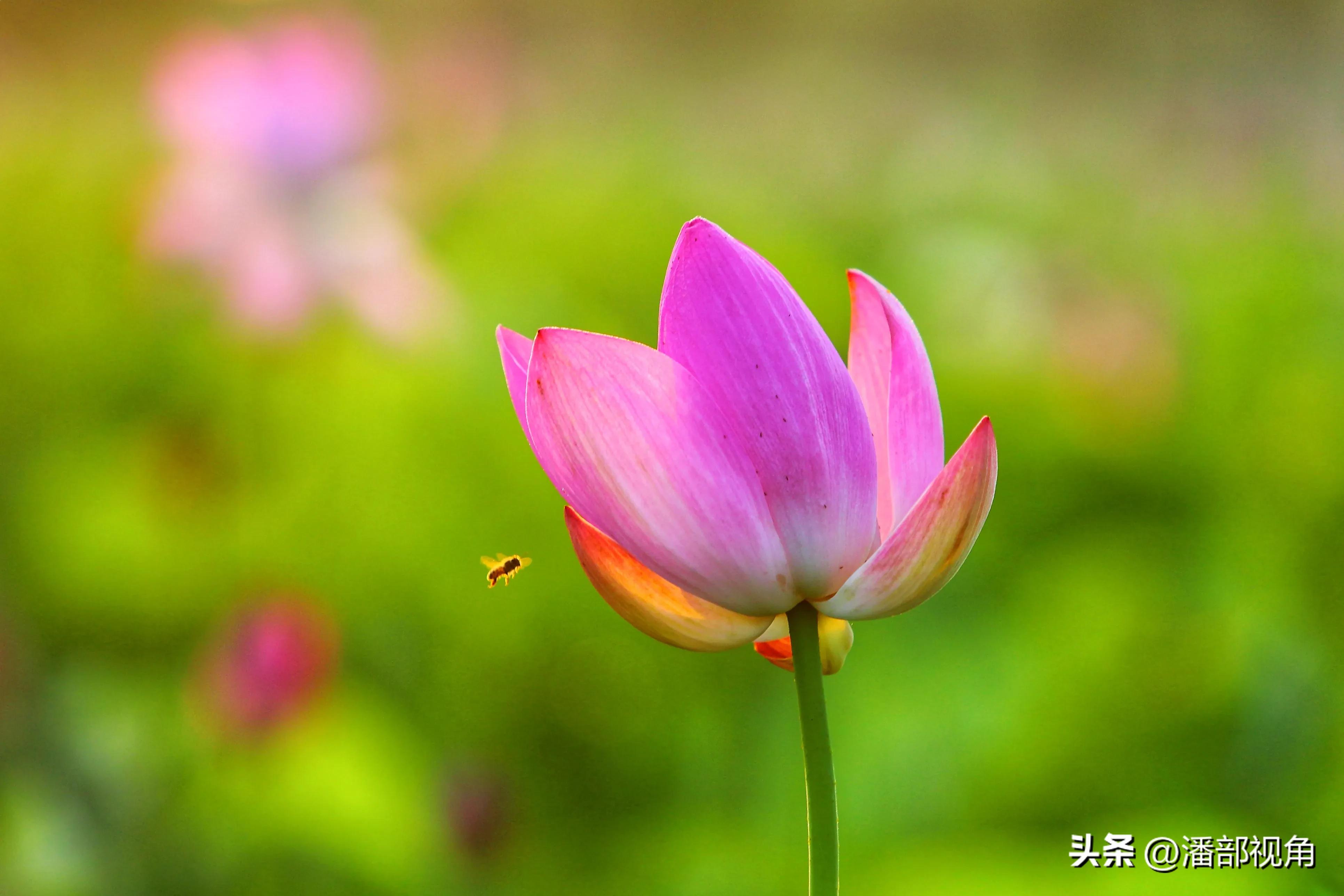 无锡七月底哪里的荷花开了,无锡太湖荷花开了吗