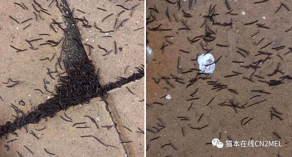 一场大雨过后，墨尔本民宅惊现大量黑虫，密密麻麻！专家给出解释