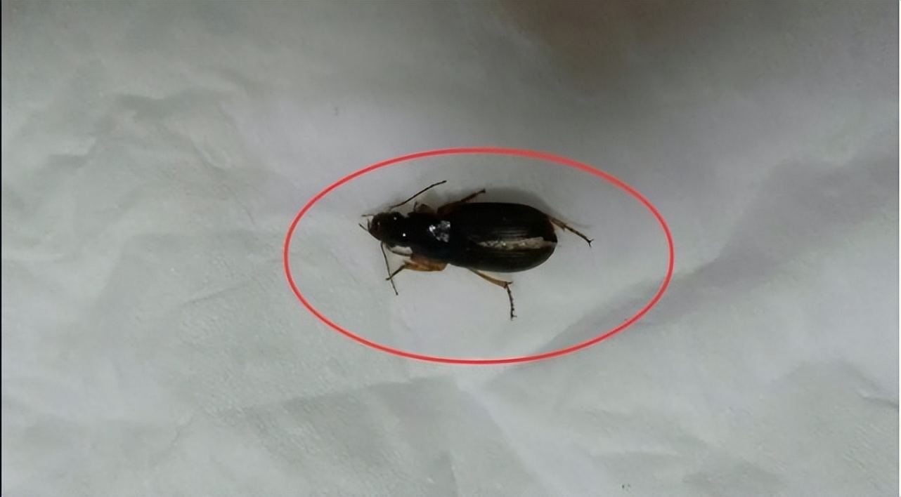 家里出现小黑蟑螂,人类投放蟑螂到火星