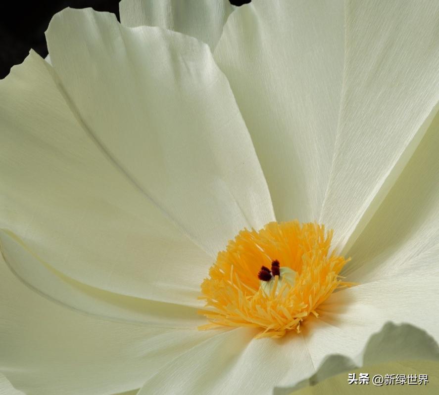 纸艺作品绘画,千变万化的纸艺术作品