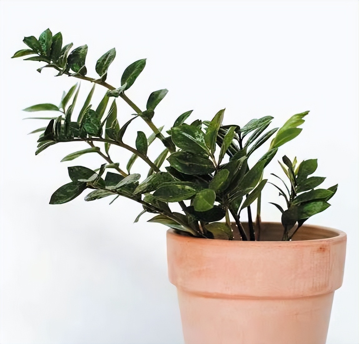 进阶为植物养殖高手必养的植物,20年种植经验告诉你多肉这样养