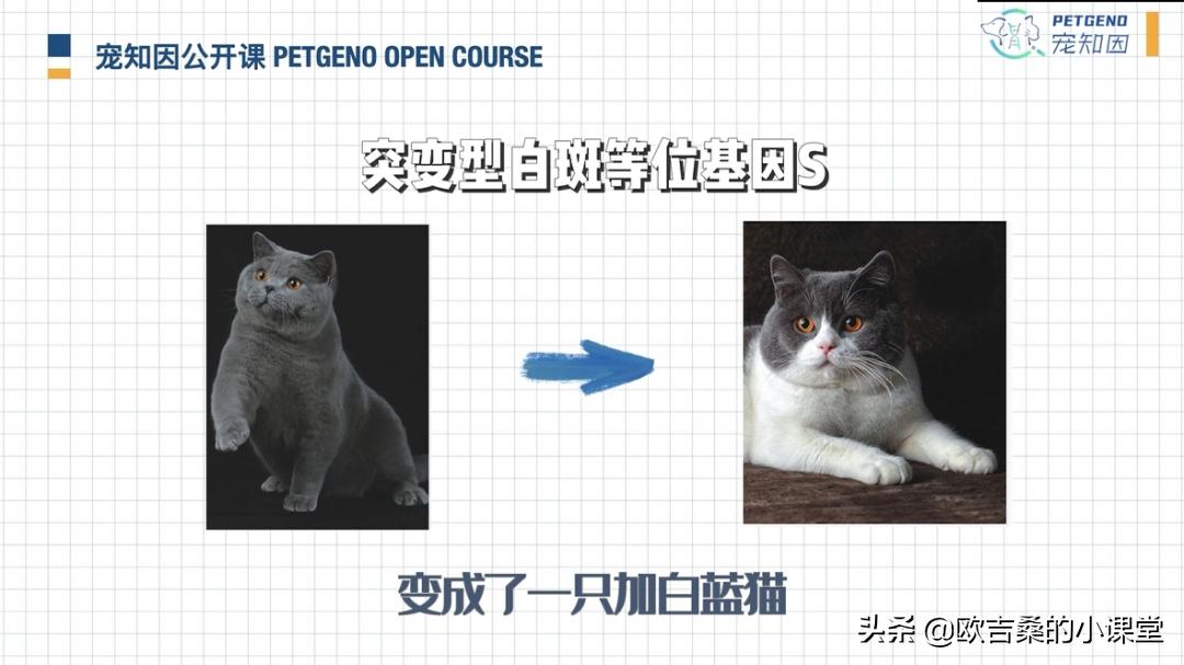 白斑变异基因,白斑基因和全白基因