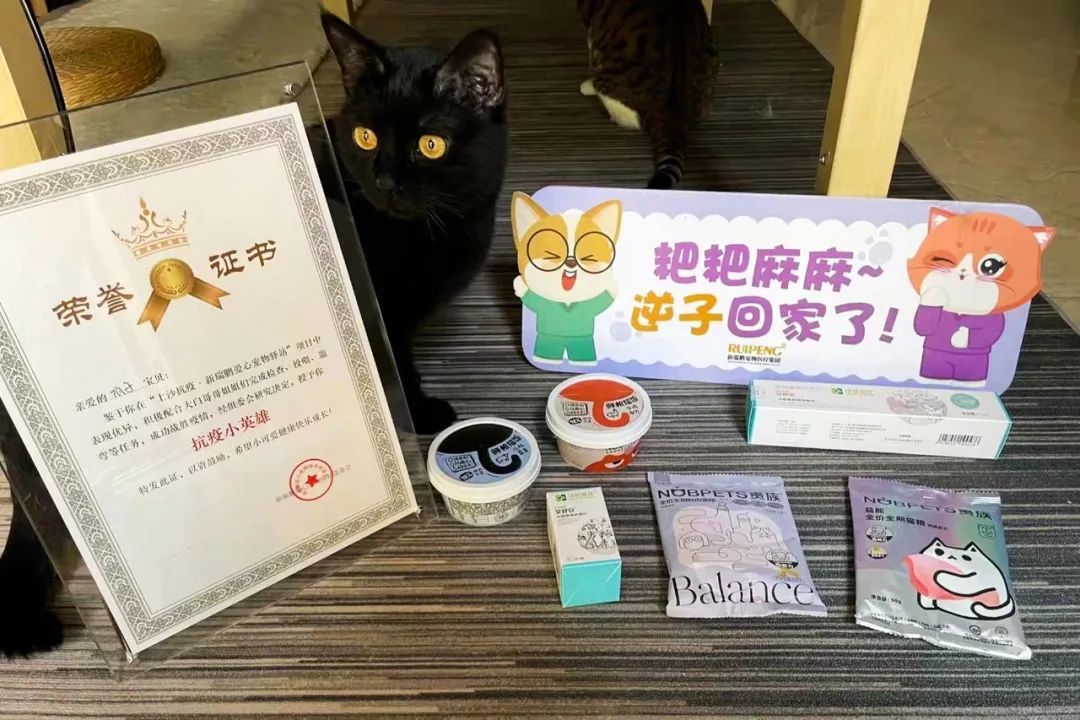 全国首个宠物方舱媒体评论,全国首个宠物方舱建成