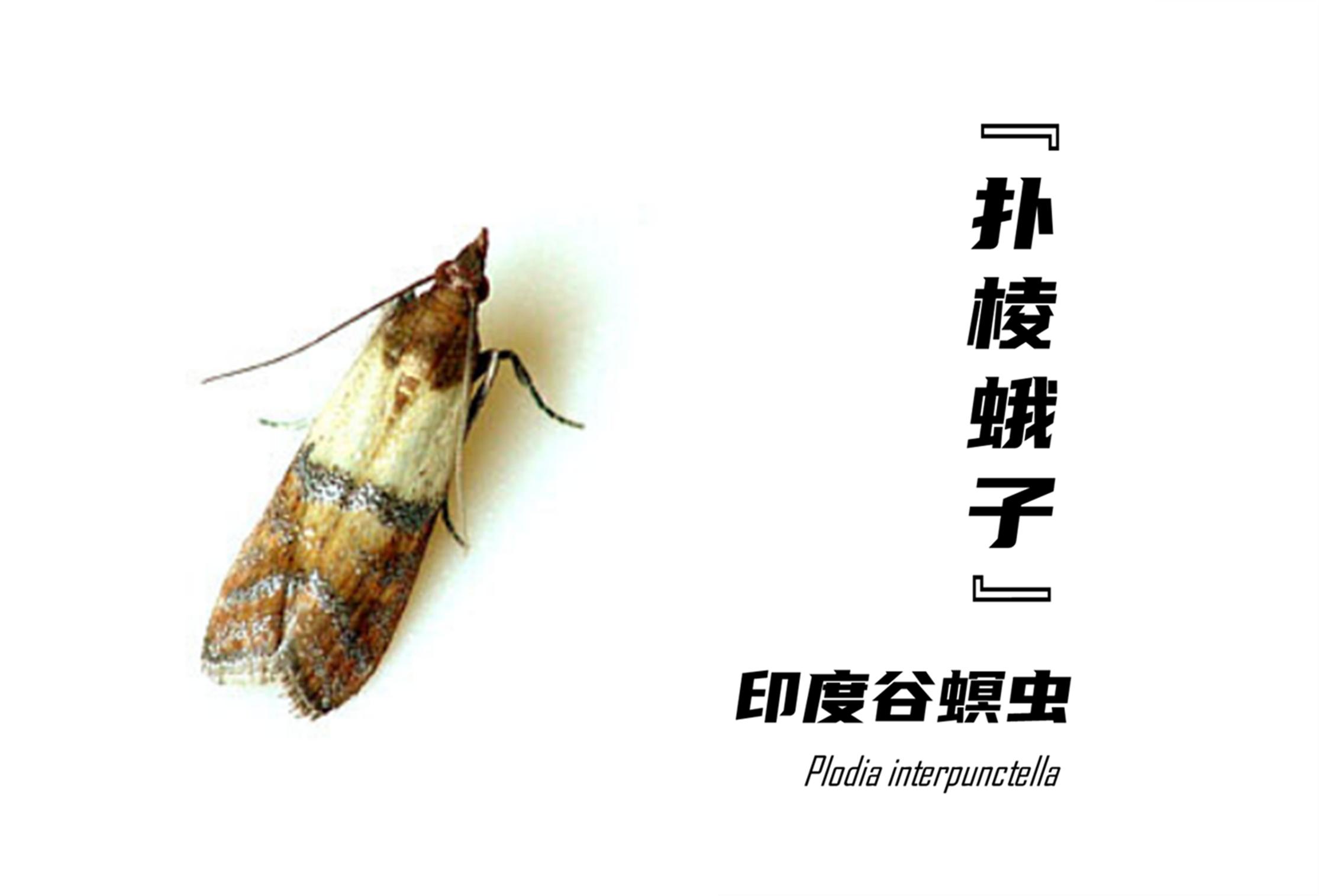 家里有大扑棱蛾子是什么原因,家里为什么有小扑棱蛾子