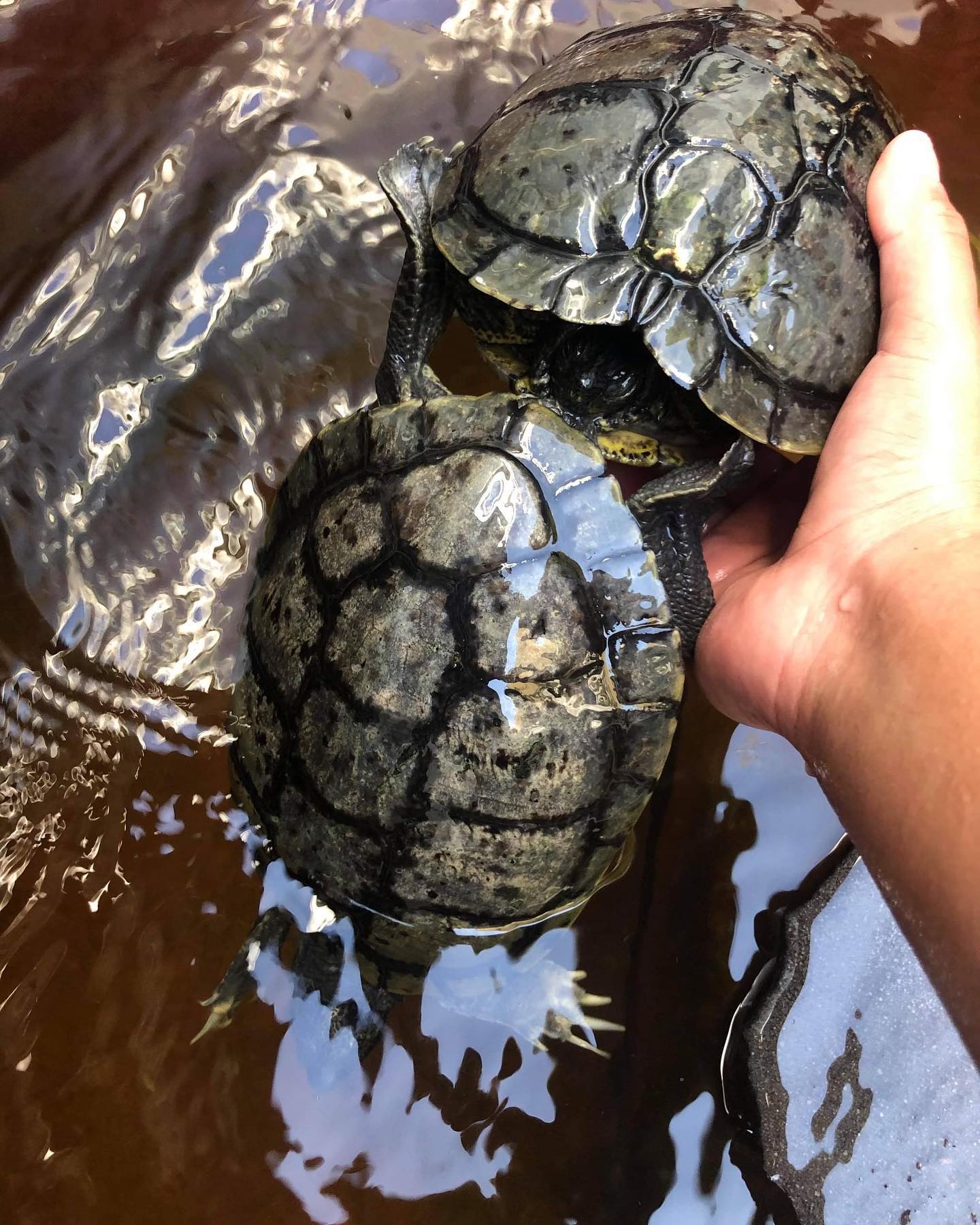 小巴西龟到了冬天怎么养,大型巴西龟冬天养的方法