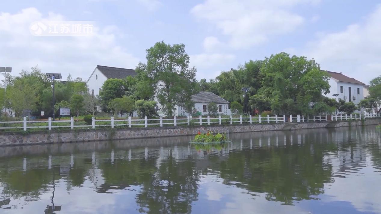 盛泽镇桥南村油菜花,盛泽镇桥南村