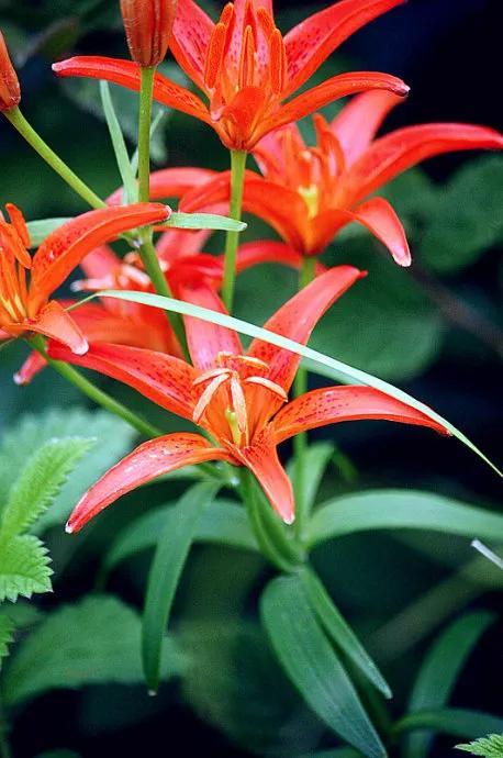 世界各国国花一览表,南美洲各国国花