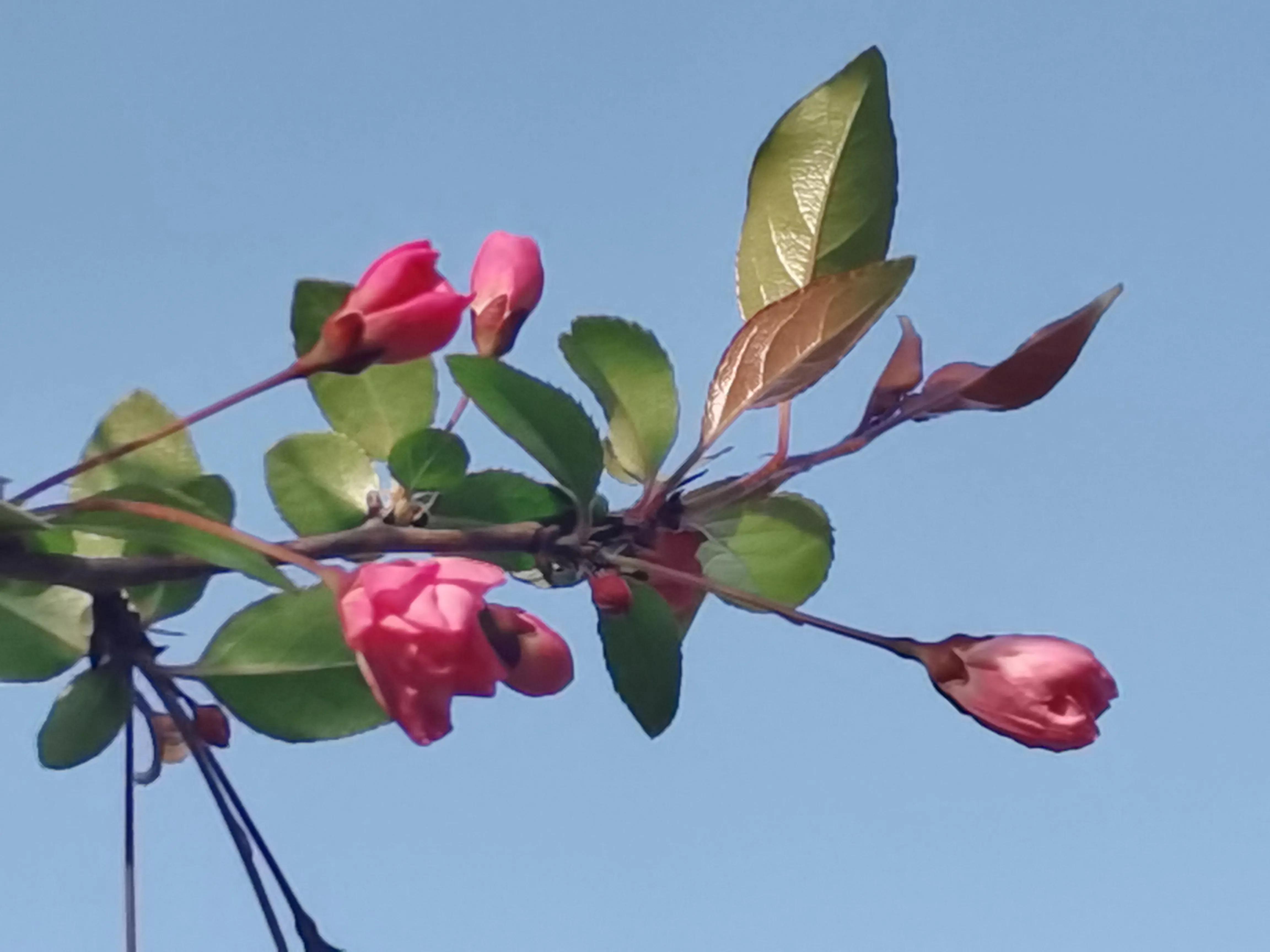 我的抗疫日记之我的生活,我的抗疫日记完整版