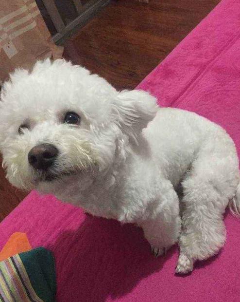 比熊泪痕和黄嘴毛怎么去除,比熊专用狗粮去泪痕哪一款好