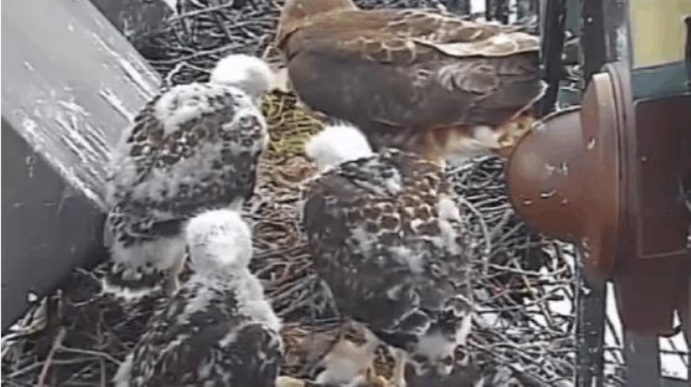 金雕袭击人,金雕袭击人类事件